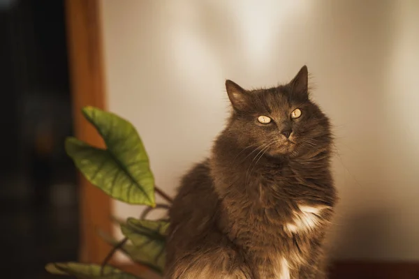 Retrato Belo Gato Doméstico Mantendo Animais Estimação Dentro Conceito Casa — Fotografia de Stock