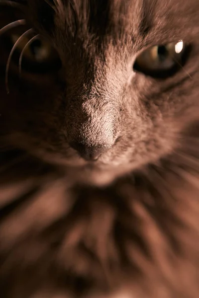 Κοντινό Πορτραίτο Μιας Χαλαρής Γάτας Όμορφη Γκρι Αρσενική Γάτα — Φωτογραφία Αρχείου