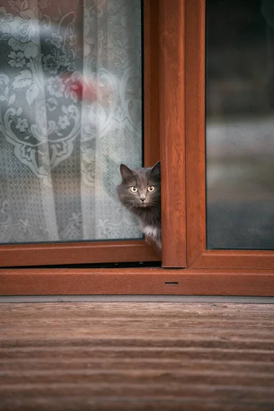 Gato Curioso Olha Lado Fora Para Rua Casa Animais Domésticos — Fotografia de Stock
