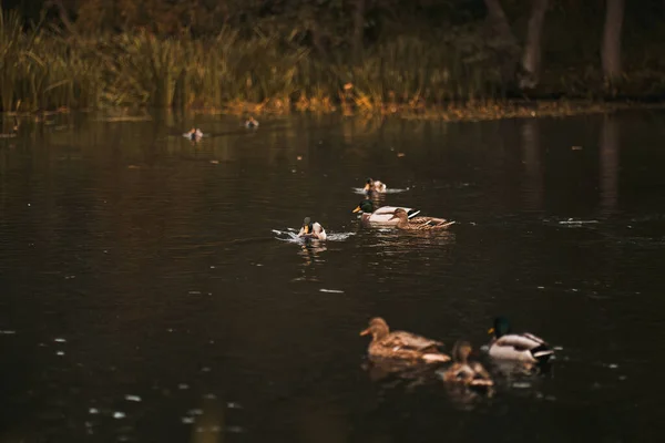 Ente Schwimmt Teich Porträt Eines Wasservogels — Stockfoto