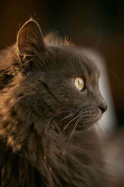 灰色の雄猫の室内肖像画 家の中にペットを飼うというコンセプト — ストック写真