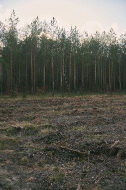 Stumps and logs show that overexploitation leads to deforestation endangering the environment and sustainability. Pine tree forestry exploitation in a sunny day.