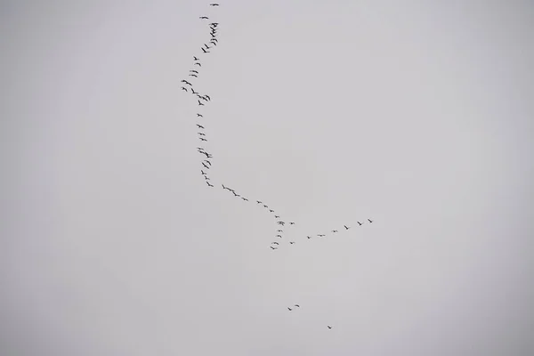 一群孤立在天空中的鸟 — 图库照片