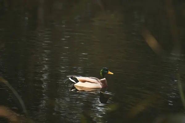 Ente Schwimmt Teich See Park Mit Wasservögeln — Stockfoto