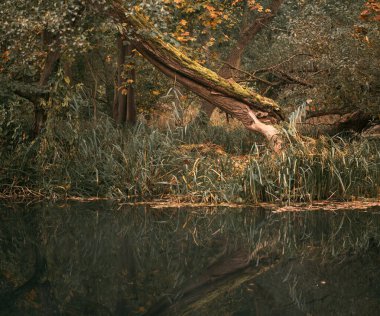 Beavers building dam by a creek. Animals, wildlife, rodent control
