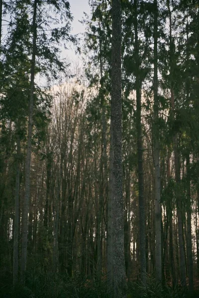 Стовбур Дерева Ізольований Від Фону Кори Дерева — стокове фото