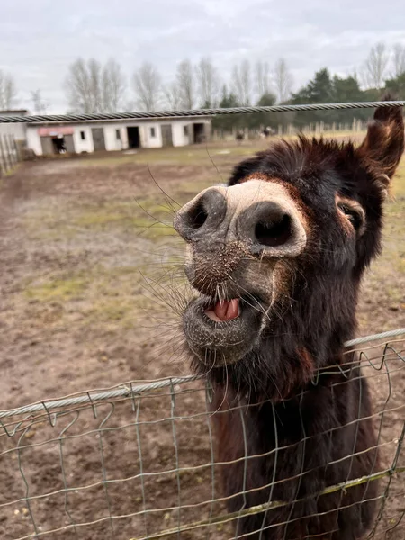 Funny portrait of a donkey smiling.