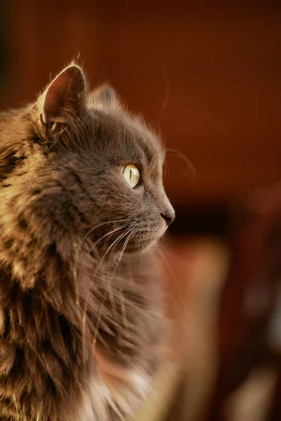 Gatto Coperto Siede Contro Luce Del Sole Cat Guarda Attraverso — Foto Stock