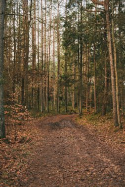 Orman manzarası. Doğayı koruma kavramı.