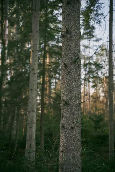 Tronco Albero Corteccia Vicino Nella Foresta Sfondo Naturale — Foto Stock