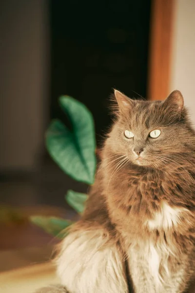 Портрет Красивой Домашней Кошки Поддержание Домашних Животных Внутри Концепции Дома — стоковое фото