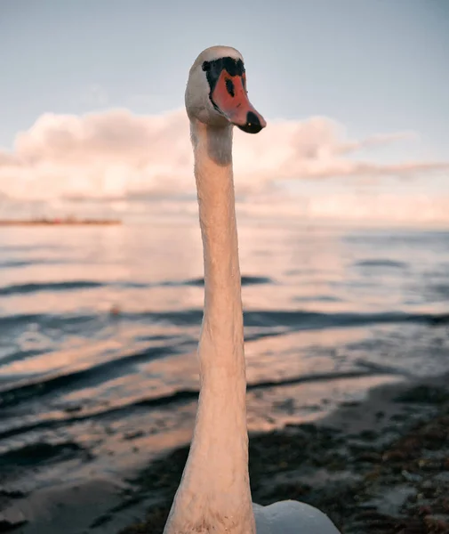 Zblízka Portrét Krásné Bílé Labutě Břehu Baltského Moře — Stock fotografie