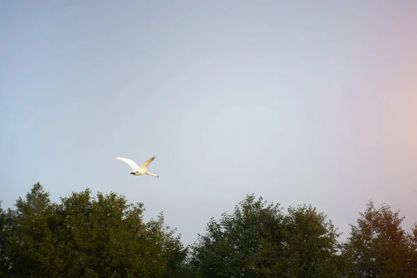 Egy Hattyú Repül Égen Szóló Fehér Hattyú Legyek — Stock Fotó