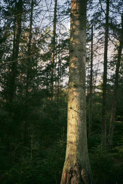 Moss Zakryl Kmen Stromu Zblízka Moss Kryt Pozadí Kůry Stromů — Stock fotografie