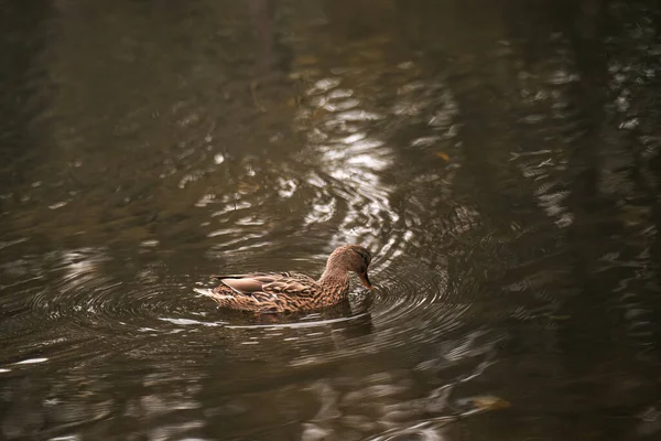 Pato Nadando Lagoa Retrato Pássaro Aquático — Fotografia de Stock