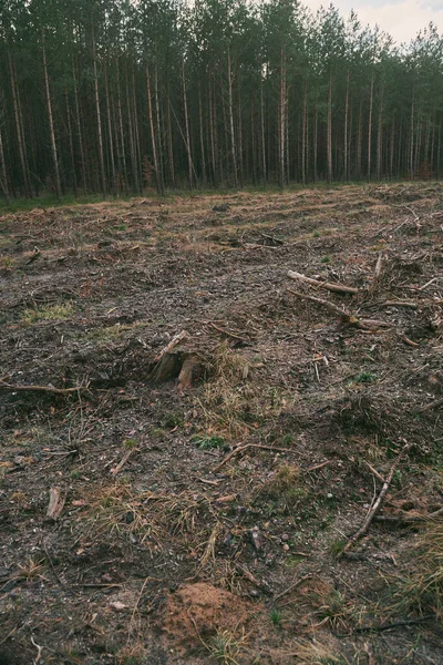 ヨーロッパの森林における森林破壊と環境被害の概念 違法伐採地域 — ストック写真
