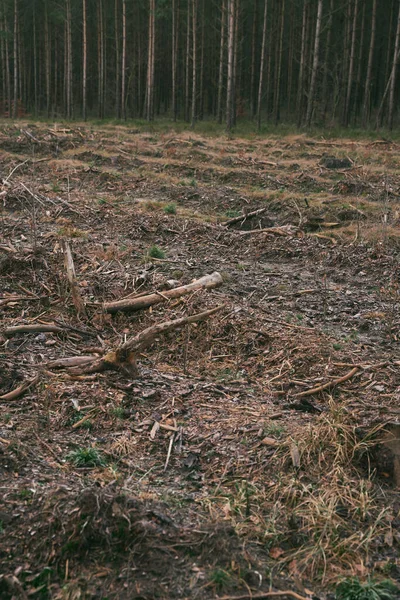 Questões Ambientais Ecológicas Destruição Pinheiros Destruição Florestas Derrubada Árvores Florestas — Fotografia de Stock