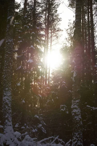 Borovicová Větev Pokrytá Sněhem Evergreen Strom Zimě — Stock fotografie
