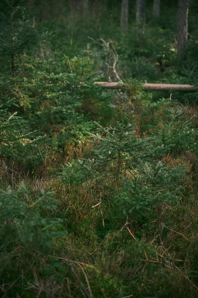 Concetto Riforestazione Giovani Germogli Conifere Piccoli Alberelli Abete Rosso Crescono — Foto Stock