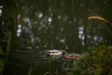 Ördek gölette yüzüyor. Parkta su kuşlarıyla göl.