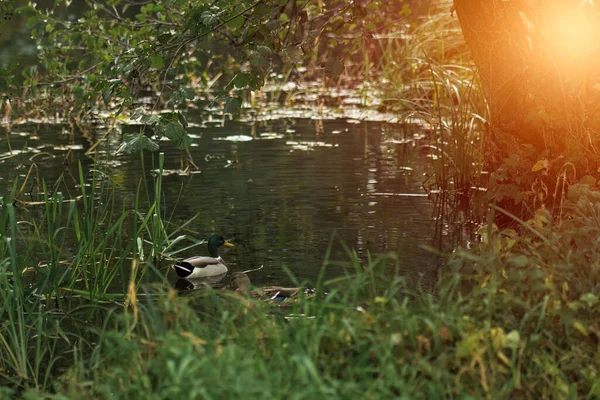 Ente Schwimmt Teich See Park Mit Wasservögeln — Stockfoto