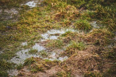 Yağmur drenajı ve kanalizasyon sorunları. Hidrofobik ve kuru toprak suyu zar zor emiyor. Bahçede duran su