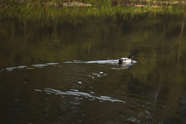 Anatra Nuota Nello Stagno Lago Nel Parco Con Uccelli Acquatici — Foto Stock