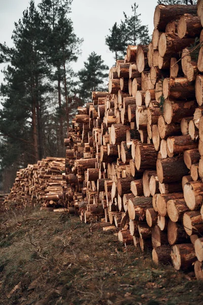 stock image Log trunks pile, the logging timber wood industry. Forest pine and spruce trees.