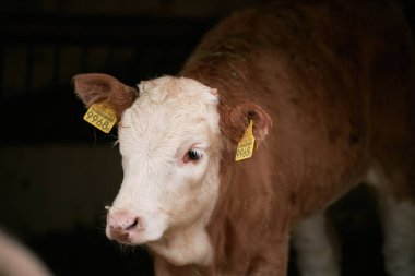 Çiftlikte etiketli bir İsviçre ineği. İsviçre 'de peynir yapma kavramı.