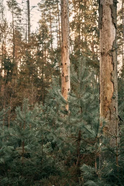 Opětovné Zalesnění Mladé Výhonky Jehličnanů Malé Stromky Smrků Rostou Lesní — Stock fotografie