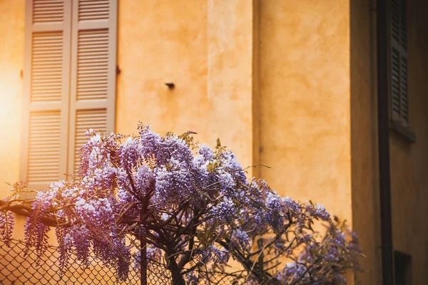 Purple flowers tree. Wisteria violet blossoms on a vintage house in Italy. Natural home decoration with wisteria flowers. Big wisteria tree