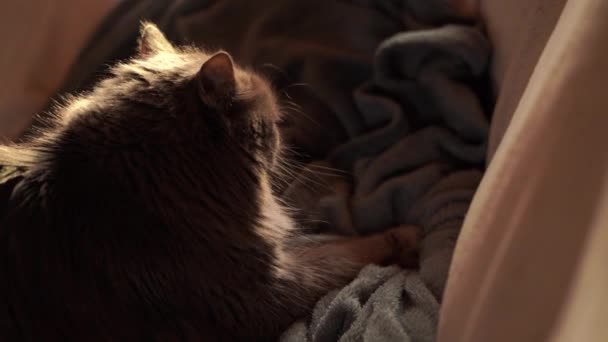 Grey Cat Kneading Slow Motion Stray Cat Sits Couch Purring — Stockvideo