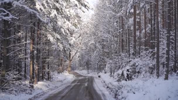 冬の森の道 水平方向のパン — ストック動画