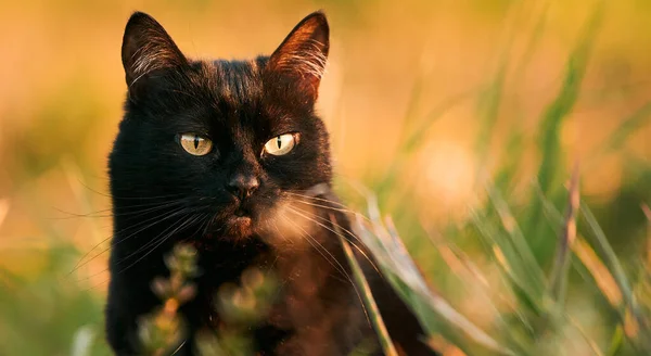 在草丛中宠物 春天的时候 猫和怕痒 日落在郊区 — 图库照片