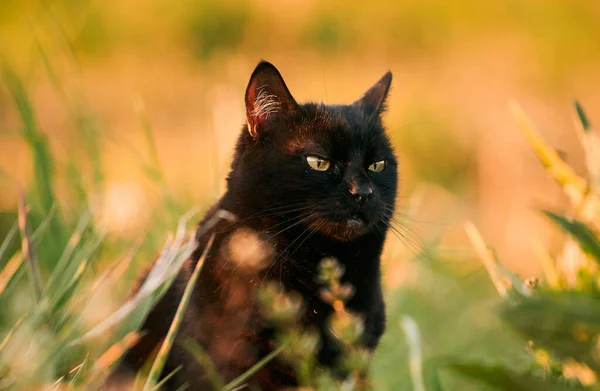 Çimenlikteki Siyah Bir Kedi Doğada Sarı Gözlü Güzel Siyah Kedi — Stok fotoğraf