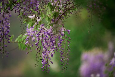 Çiçek açan menekşe salkım salkımı Sinensis. İtalya 'da mor çiçekli ağaçlar. Mavi Çin salkımı, Fabaceae familyasından bir bitki türü..