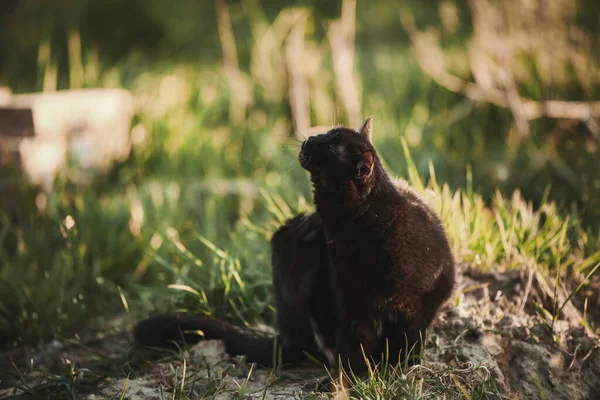 Лягайте Траву Коти Кліщі Весною Захід Сонця Передмісті — стокове фото