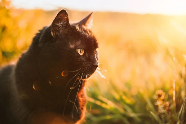 봄베이 고양이는 산책을 집고양이 — 스톡 사진