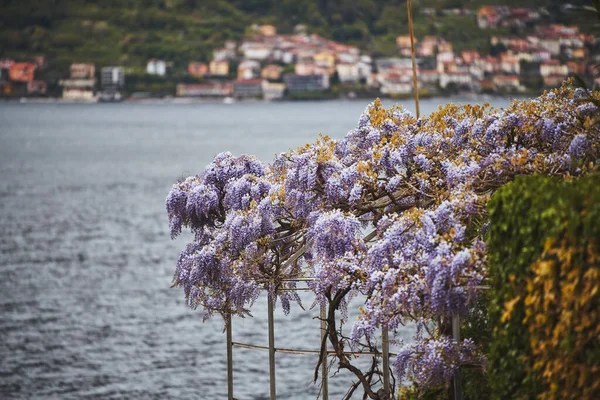 Purple flowers tree. Wisteria violet blossoms on a vintage house in Italy. Natural home decoration with wisteria flowers. Big wisteria tree