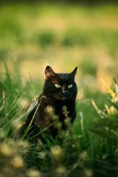Pet Grass Cats Ticks Springtime Sunset Suburban — Stock Photo, Image
