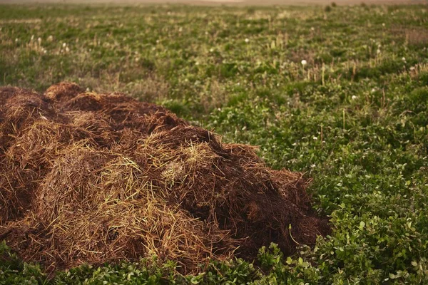 Big Pile Dung Pile Manure Agricultural Field Growing Bio Products — Stock Photo, Image