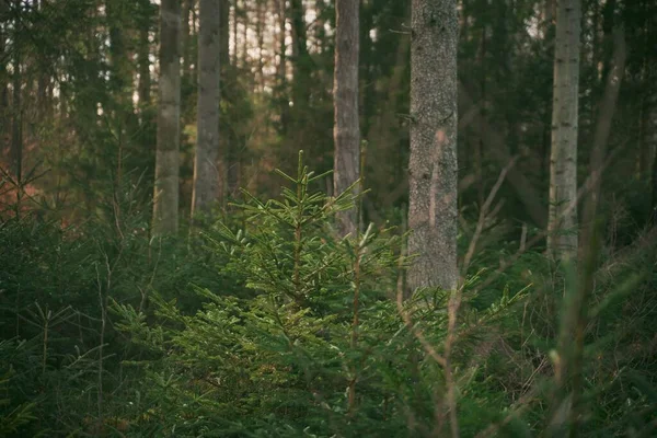 Skupina Mladých Smrkových Stromků Přírodě Ekologické Stromové Školky Lesích — Stock fotografie