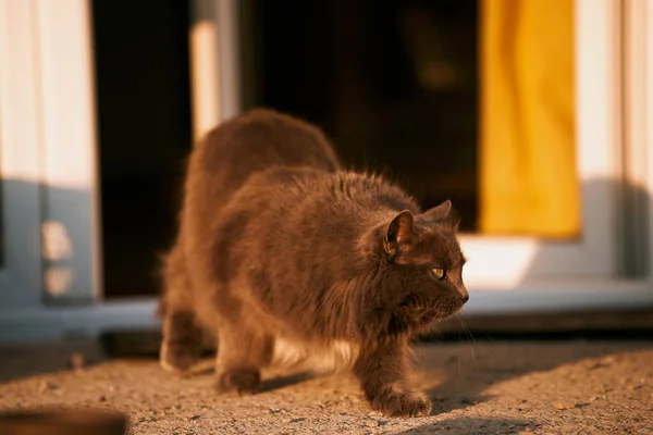 Gato Cinzento Que Estende Frente Uma Porta Gato Doméstico Varanda — Fotografia de Stock