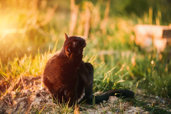 Mazlíček Trávě Kočky Klíšťata Jaře Západ Slunce Předměstí — Stock fotografie