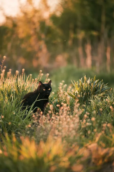 野草地里的一只黑猫 美丽的黑猫肖像画 有一双黄色的眼睛 家猫在草丛中散步 — 图库照片
