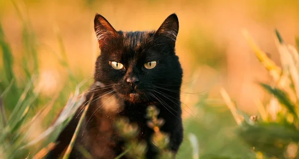 Bombay Katze Sitzt Einem Feld Aus Gras Hauskatze Geht Draußen — Stockfoto