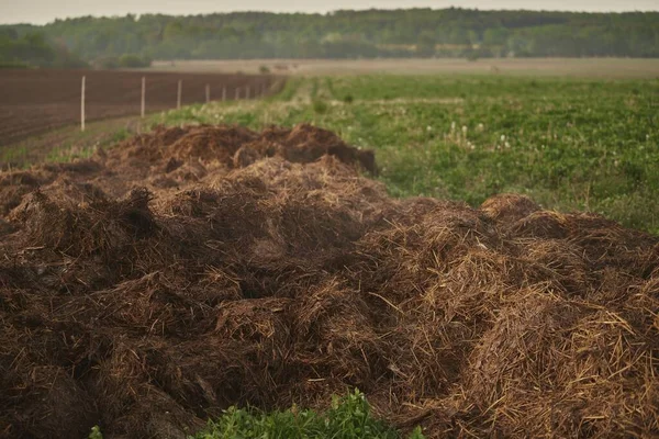 Big Pile Dung Pile Manure Agricultural Field Growing Bio Products — Stock Photo, Image