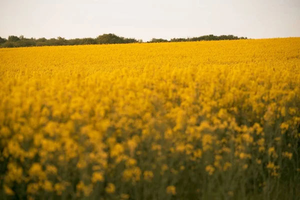 Blooming Canola Flowers Close Rape Field Summer Bright Yellow Rapeseed — Stock Photo, Image