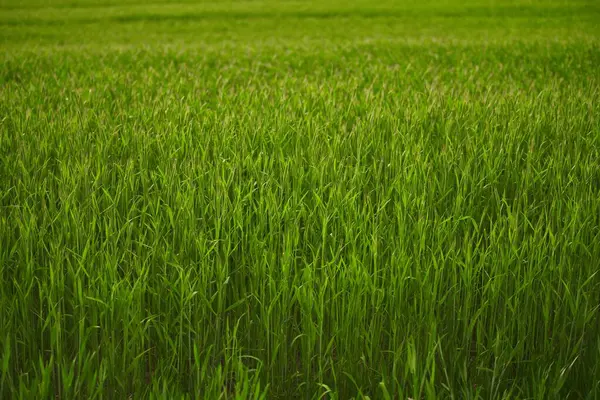 stock image Green field. Agricultural landscape. Path in field of barley grass, green fields and sky, spring landscape