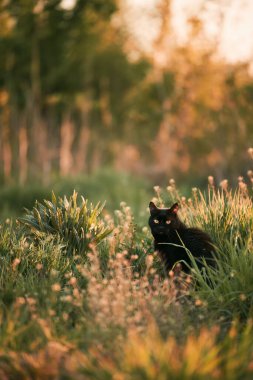 Çimenlikteki siyah bir kedi. Doğada sarı gözlü güzel siyah kedi portresi. Evcil kedi çimenlerde yürüyor.